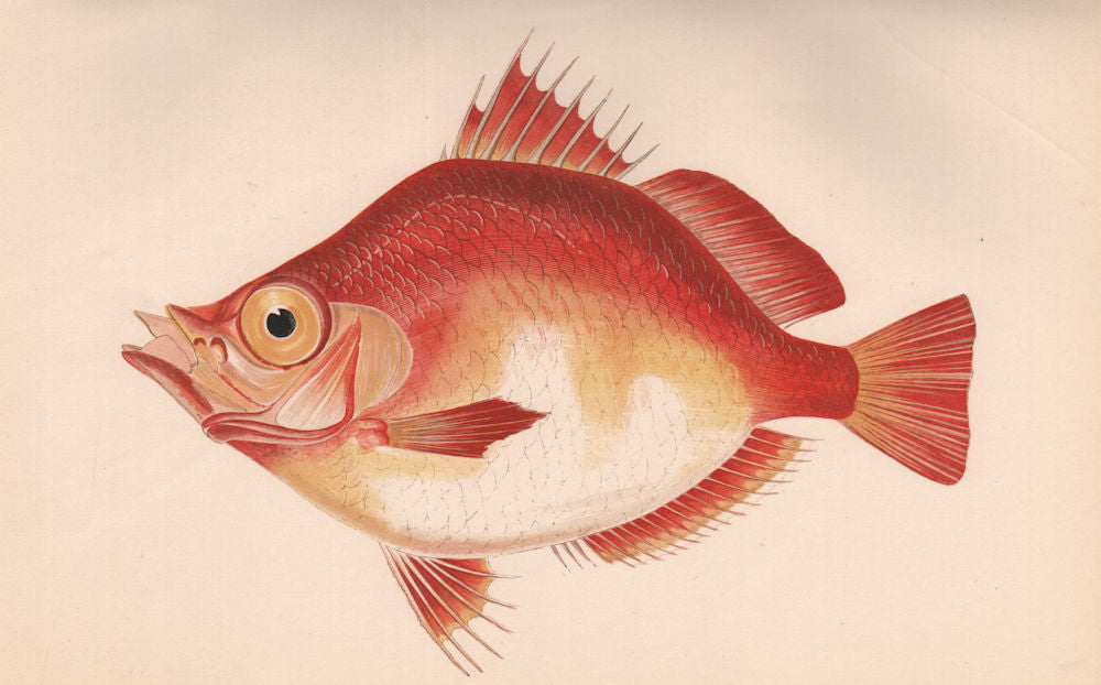 BOARFISH. Capros aper, oar-fish. COUCH 1862 old antique vintage print picture